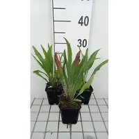 GRDplanten 6x Zonnehoed - Echinacea pallida 'Hula Dancer' | pot 9 x 9 cm