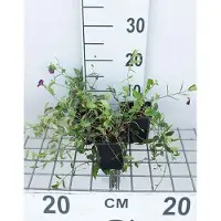 GRDplanten 12x Kleine Maagdenpalm - Vinca minor 'Atropurpurea' ('rubra') | 9x9 cm pot