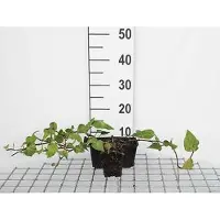 GRDplanten 12x Perzische Klimop, Kaukasische Klimop - Hedera colchica | 9x9 cm pot