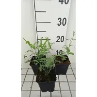 GRDplanten 6x Pois de senteurin - Lathyrus lat. 'Red Pearl' | pot de 9 x 9 cm