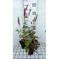GRDplanten 6x Duizenknoop - Persicaria ampl. 'Vesuvius' | 9x9 cm pot