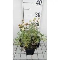 GRDplanten 6x Heiligenbloem - Santolina cham. 'Edward Bowles' | 9x9 cm pot