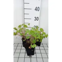 GRDplanten 6x Geranium - Geranium macr. 'Olympic Fire' ('sandy's smile') | 9x9 cm pot