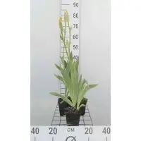 GRDplanten 6x Baardiris - Iris (germ.) 'Ola Kala' | 9x9 cm pot