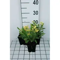 GRDplanten 6x Solidaster - Solidaster luteus 'Lemore' | 9x9 cm pot