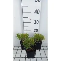 GRDplanten 6x Scheefkelk - Iberis semp. 'Fischbeck' | 9x9 cm pot