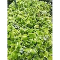 GRDplanten 6x Hartlelie - Hosta hybr. 'Fragrant Bouquet' | 9x9 cm pot