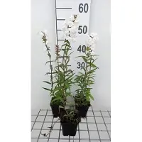 GRDplanten 6x Vlambloem - Phlox (m) 'Delta' | 9x9 cm pot