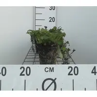 GRDplanten 6x Zenegroen - Ajuga reptans | 9x9 cm pot