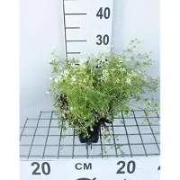 GRDplanten 6x Mossteenbreek - Saxifraga (a) 'Schneeteppich' | 9x9 cm pot