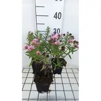 GRDplanten 6x Aster - Aster n.a. 'Harrington's Pink' | 9x9 cm pot