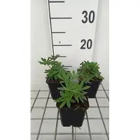GRDplanten 6x Lupine - Lupinus hybr. 'The Governor' ( 'kastellan') | 9x9 cm pot