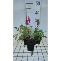 GRDplanten 6x Prachtspirea - Astilbe (a) 'Etna' | 9x9 cm pot