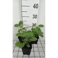 GRDplanten 6x Sidalcea - Sidalcea 'Partygirl' | 9x9 cm pot