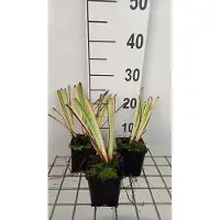 GRDplanten 6x Baardloze iris - Iris sib. 'Caesar's Brother' | 9x9 cm pot