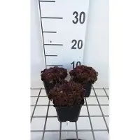 GRDplanten 6x Huislook - Sempervivum 'Dark Beauty' | 9x9 cm pot