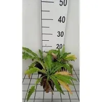 GRDplanten 6x Papaver - Papaver or. 'Beauty of Livermere' | 9x9 cm pot