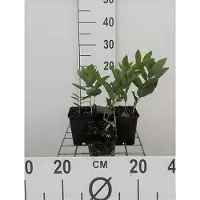 GRDplanten 6x Salomonszegel - Polygonatum multiflorum | 9x9 cm pot