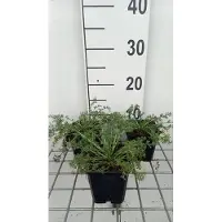 GRDplanten 6x Marokkaanse kamille - Anacyclus depressus 'Gnom' | 9x9 cm pot