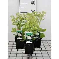 GRDplanten 6x Sedum spect. 'Iceberg'