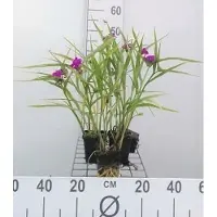 GRDplanten 6x Eendagsbloem - Tradescantia (a) 'Karminglut' | 9x9 cm pot