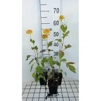 GRDplanten 6x Zonnehoed - Rudbeckia lac. 'Goldquelle' | 9x9 cm pot