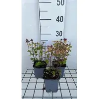 GRDplanten 6x Origanum - Origanum vulg. 'Thumble's Variety' | 9x9 cm pot