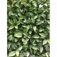 GRDplanten 6x Funkia - Hosta hybr. 'Love Pat' | 9x9 cm pot