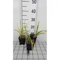 GRDplanten 6x Daglelie - Hemerocallis hybr. 'Baley Hay' | 9x9 cm pot