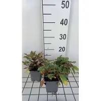 GRDplanten 6x Wederik - Lysimachia atropurpurea | 9x9 cm pot