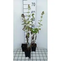GRDplanten 6x Vlambloem - Phlox (p) 'Rembrandt' | 9x9 cm pot