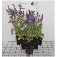 GRDplanten 6x Struiksalie - Salvia nem. 'Blauhügel' ('bluehill') | 9x9 cm pot
