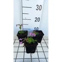 GRDplanten 6x Vlambloem - Phlox stol. 'Home Fires' | 9x9 cm pot