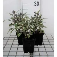 GRDplanten 6x Struiksalie - Salvia off. 'Tricolor' | 9x9 cm pot