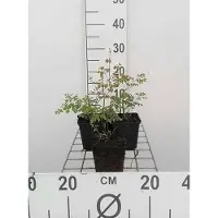 GRDplanten 6x Chinses Ruit - Thalictrum delavayi | 9x9 cm pot