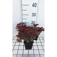 GRDplanten 6x Vetkruid - Sedum hybr. 'Red Sparkle' | 9x9 cm pot