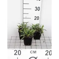 GRDplanten 6x Aster - Aster n.b. 'Patricia Ballard' | 9x9 cm pot