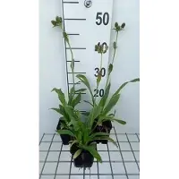 GRDplanten 6x Kruisdistel - Eryngium agavifolium | 9x9 cm pot