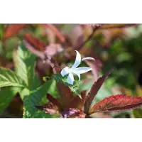 GRDplanten 6x Gillenia - Gillenia trifoliata | 9x9 cm pot