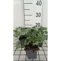 GRDplanten 6x Purperklokje - Heuchera hybr. 'Paris' | 9x9 cm pot
