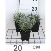 GRDplanten 6x Lavandel - Lavandula int. 'Dutch' | 9x9 cm pot