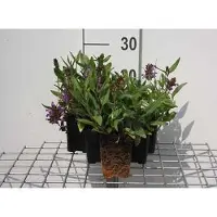 GRDplanten 6x Brunel - Prunella grandiflora | 9x9 cm pot