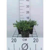 GRDplanten 6x Steenanjer - Dianthus delt. 'Albiflorus' | 9x9 cm pot