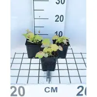GRDplanten 6x Damastbloem - Heuchera hybr. 'Citronelle' | 9x9 cm pot