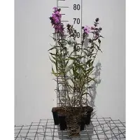 GRDplanten 6x Vlambloem - Phlox (m) 'Alpha' | 9x9 cm pot