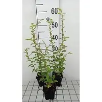 GRDplanten 6x Guldenroede - Solidago rugosa | 9x9 cm pot