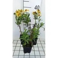 GRDplanten 6x Zonnekruid - Helenium hybr. 'Sahin's Early Flowerer' | 9x9 cm pot