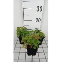 GRDplanten 6x Ganzerik - Potentilla megalantha ( fragiformis) | 9x9 cm pot