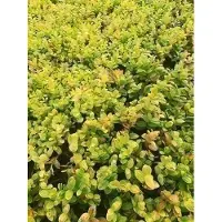 GRDplanten 6x Salomonszegel - Polygonatum humile | 9x9 cm pot