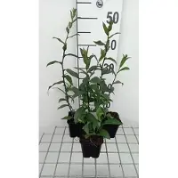 GRDplanten 6x Leverkruid - Eupatorium cann. 'Plenum' | 9x9 cm pot